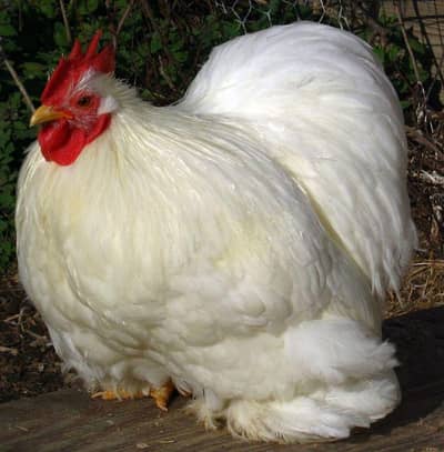Bantam Each Bantam A1 Quality