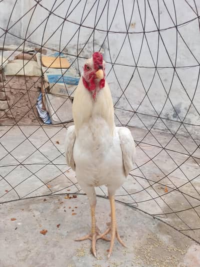 Aseel murgha white color hai full whit