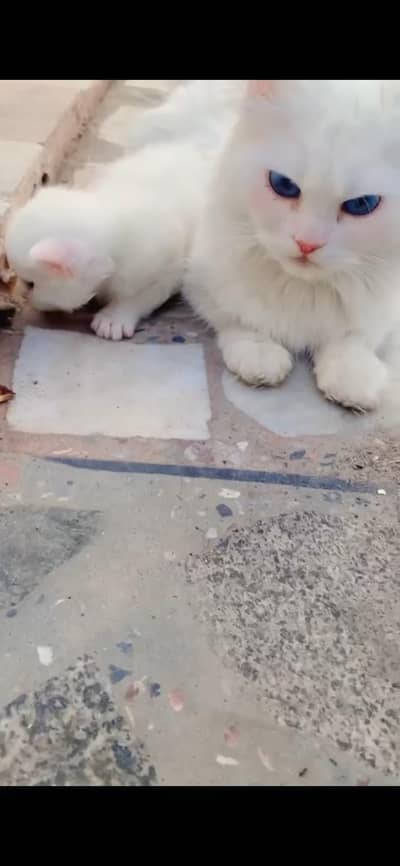 persion cat blue eyes ( 15k )