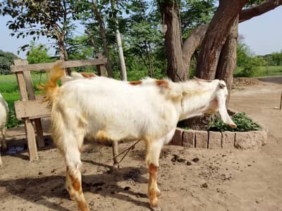 Beautiful Bakra