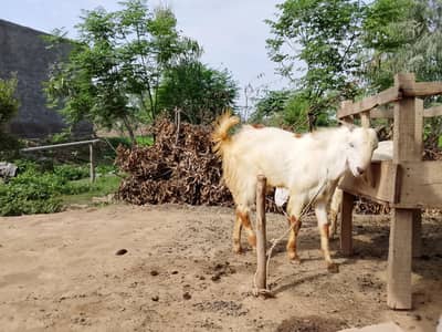 Dunda Bakra