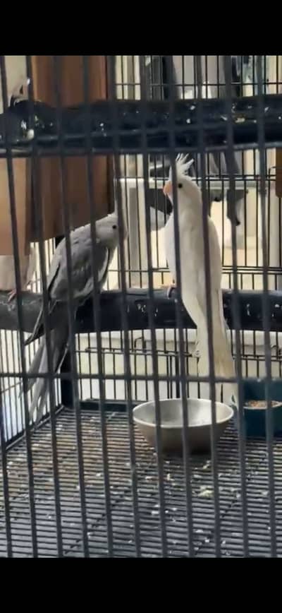 Cocktail love birds pair with cage