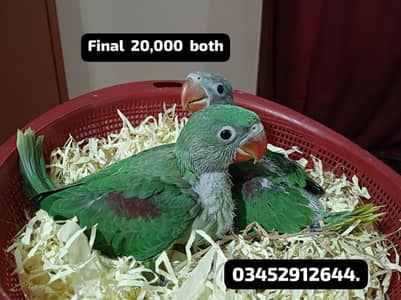 Pahari Parrot chicks Alexandrine