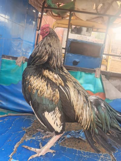 Argent sale hay Assal Aseel hay mianwali Wala