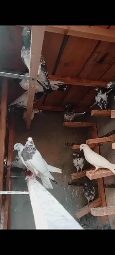 kabli kabotars for sale  3000 pr pis