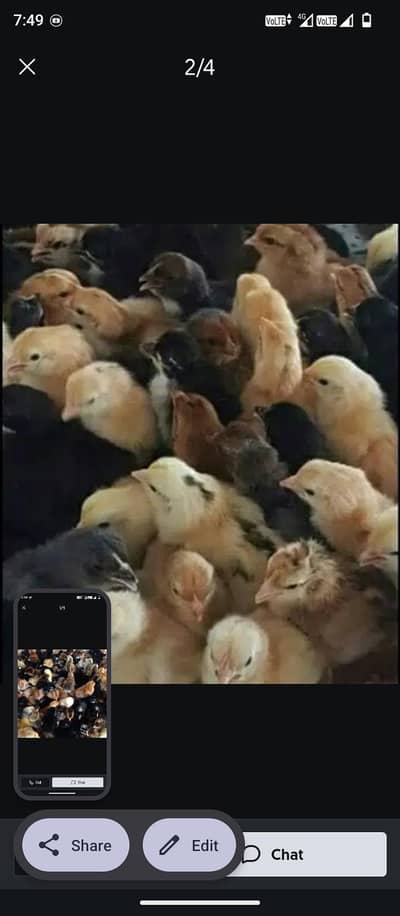 golden misri or broiler chick's also available