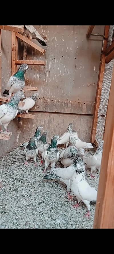 kabli kabotars for sale  3000 pr pis