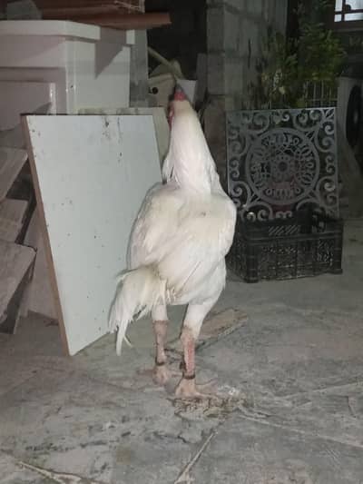 Rampuri Bloodline heera male Available for sale