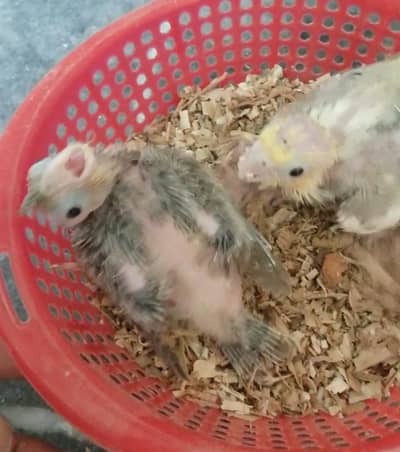 perfect cockatiel chick for handtame