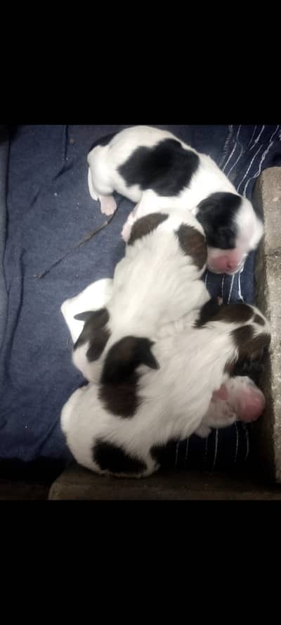 Shihtzu pups available for booking