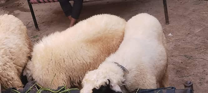 goat . . . . . . . .