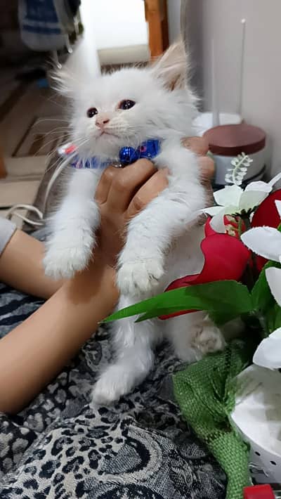 triple cotted kitten 