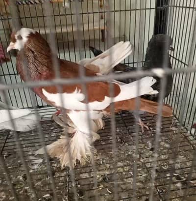 Breeder Pouter Male