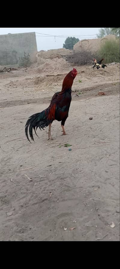 3. ASEEL MALE FOR SELL