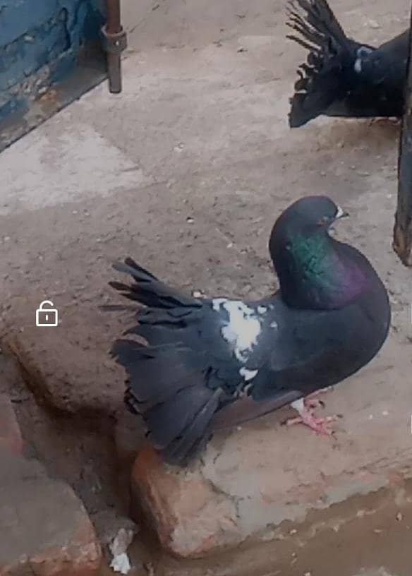 لکا بریڈڈ میل 0