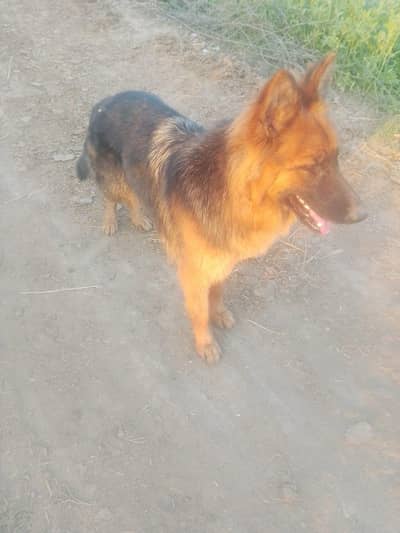 German shepherd female