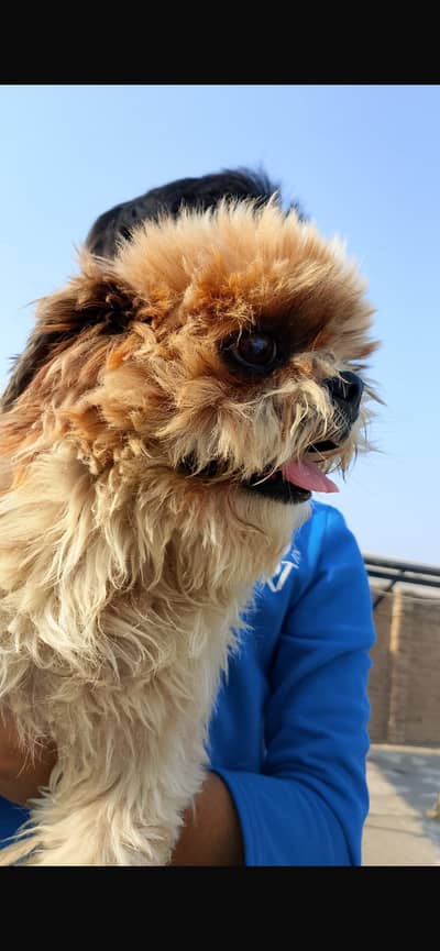 Top quality shihtzu dog for stud