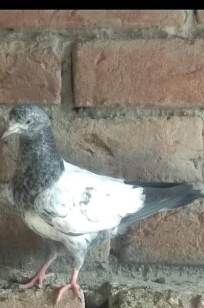 فیروز پوری کراس بچے فار سیل