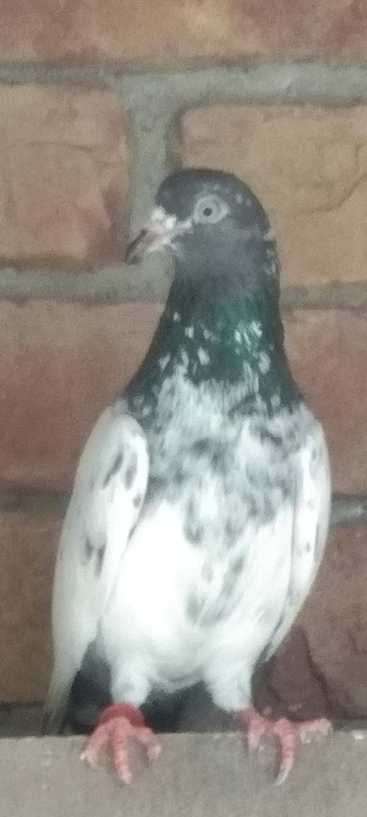 فیروز پوری کراس بچے فار سیل 3