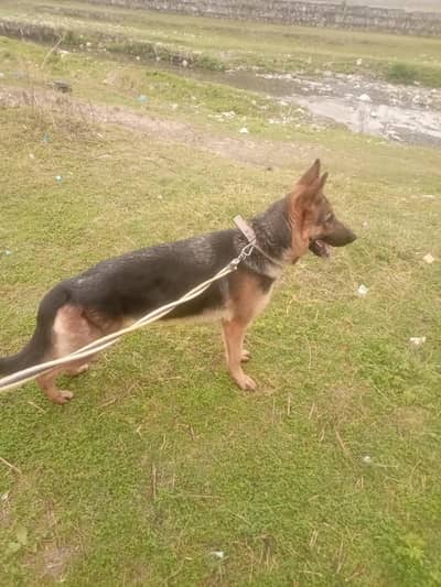German Shepherd Stock Coat Female