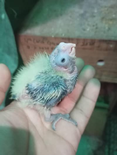 Cocktaile,budgies and love birds chicks available