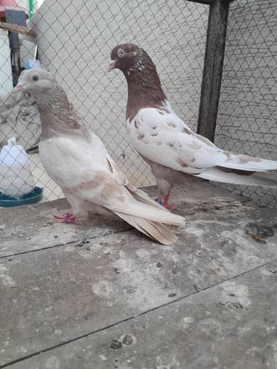 Resulted pairs Rampuri Neel duma Lakha Surkha