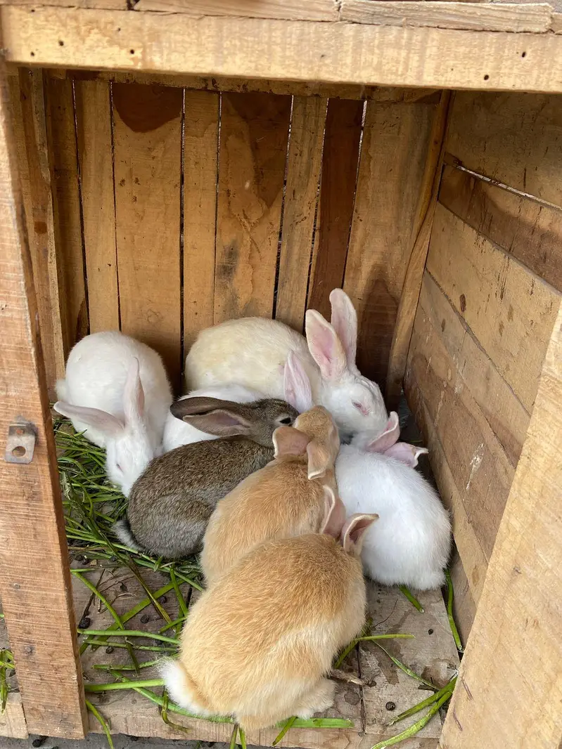 Newzeland white / offer dasi breader female 500 only — photo 2