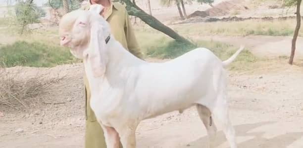 Bakra for sale qurbani ke liye call_03460423873