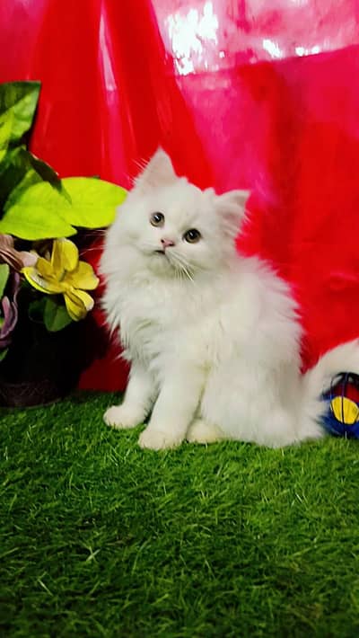 Persian Triple Coated Cats & Kittens