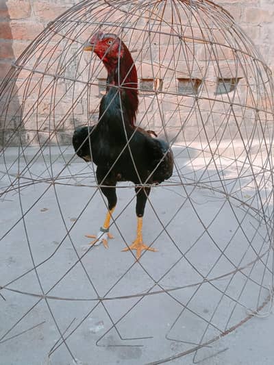 Aseel murga Pakistanii breed