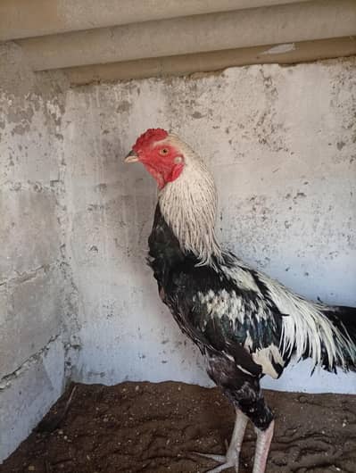 Pure Aseel High Quality Java White Nok Nalli Zer Dum