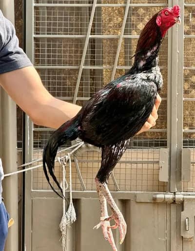 Aseel murga for sale my WhatsApp number 0325-022-67-56