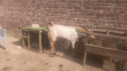 mukhi china goat male Bakra