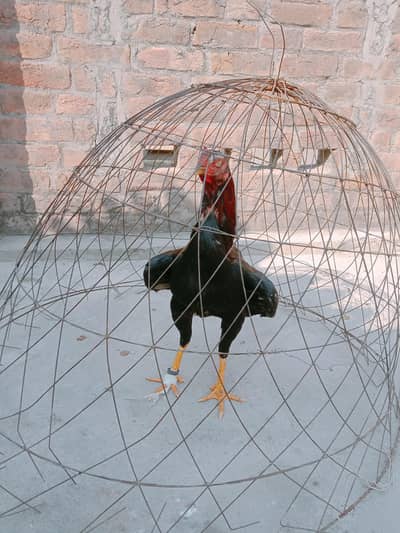 Aseel murga Pakistani