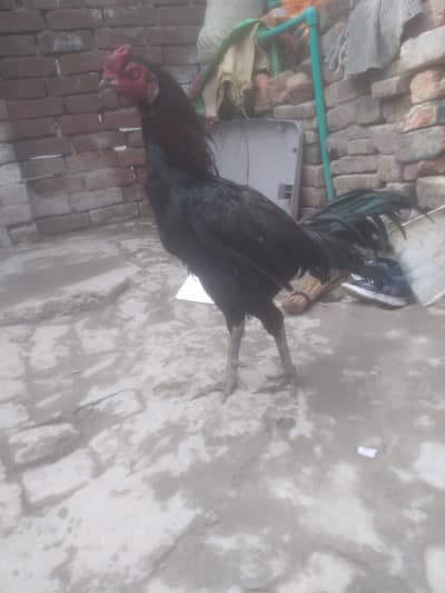 aseel thai male 100% ok bht achi cheez hy