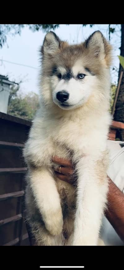 Pedigreed Siberian Husky & Alaskan Malamute Female Dogs and Pups