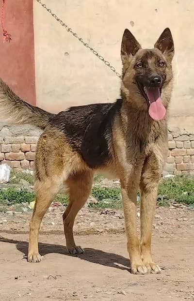 Alsheshion bhagyary female age 10 month security dogs for sale