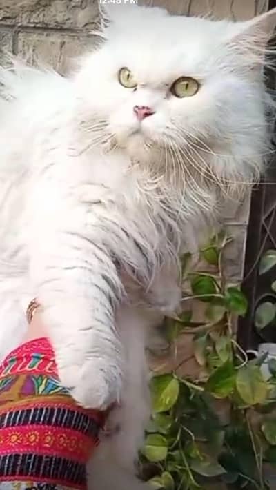 persian cat urgent sale