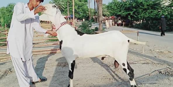 Bakra for sale call me 03460423873