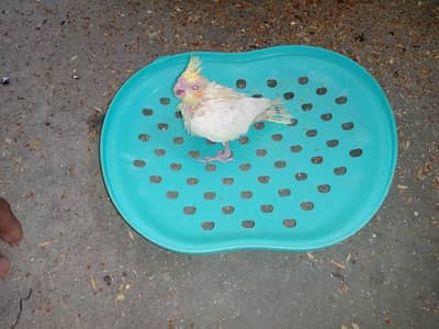 cocktail chicks for sale