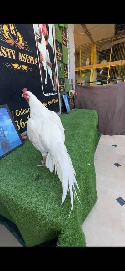 Aseel murga for sale my WhatsApp number 0325-022-67-56