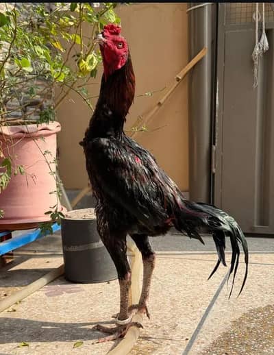 Aseel murga for sale my WhatsApp number 0325-022-67-56