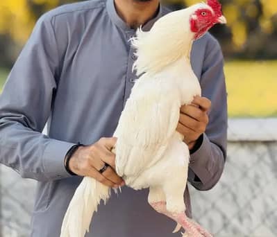 Aseel murga for sale my WhatsApp number 0325-022-67-56