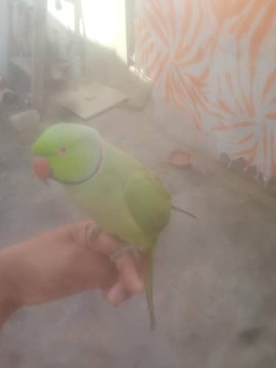ringneck parrot