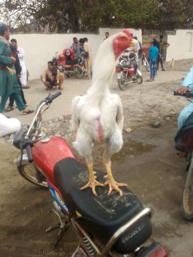 pure shamo Breed white paper