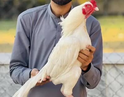 Aseel murga for sale my WhatsApp number 0325-022-67-56