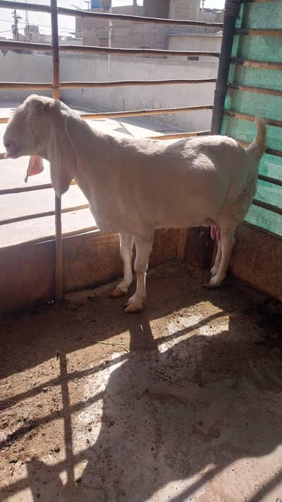 rajan pori bakri hai danto me poori