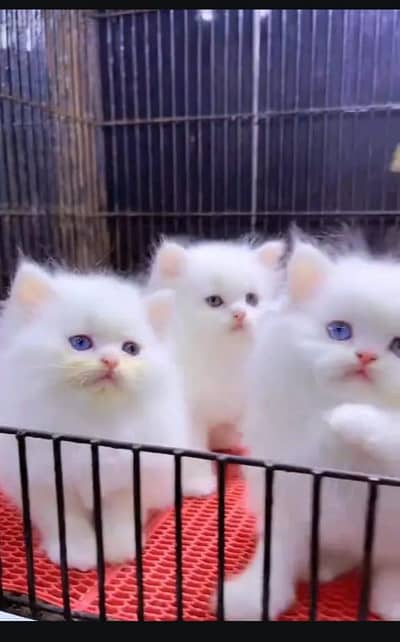 Persian cat for sale male female vaccine ke liye 0329=26=63=252=