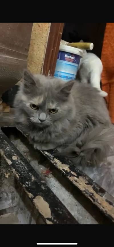 Cat persion Grey For Sale