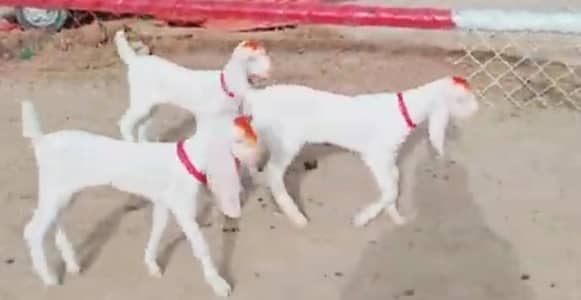 3 Bacchon Ka Sath Desi Bakri For Sale (Call "_03487390292)